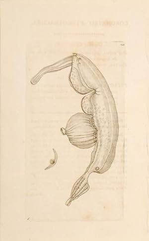 Bild des Verkufers fr Coronated Pterotrachea. Plate 328. zum Verkauf von Peter Harrington.  ABA/ ILAB.