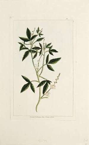 Bild des Verkufers fr Croton Lobatum. Linn. Croton  Lobe. Pl. IC. zum Verkauf von Peter Harrington.  ABA/ ILAB.