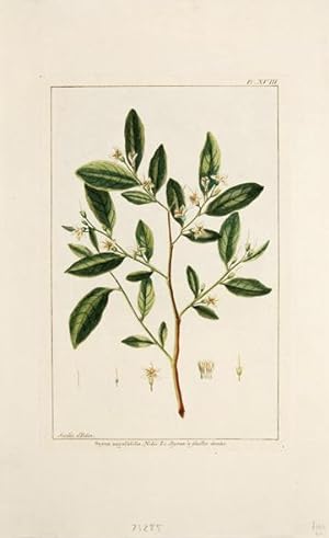 Bild des Verkufers fr Styrax angustifolia. Nobis. Le Styra  feuilles etroites. Pl. XVIII. zum Verkauf von Peter Harrington.  ABA/ ILAB.