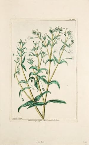 Bild des Verkufers fr Saponaria porrigens. Linn. Lychnide de Chalep. Pl. XIX. zum Verkauf von Peter Harrington.  ABA/ ILAB.