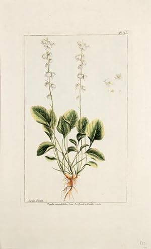 Bild des Verkufers fr Pyrola rotundifolia. Linn. La Pyrole  Feuilles rondes. Pl. XL. zum Verkauf von Peter Harrington.  ABA/ ILAB.