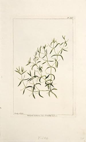 Bild des Verkufers fr Hedyotis herbacea. Linn. L'Oreillette herbace. Pl. XV. zum Verkauf von Peter Harrington.  ABA/ ILAB.