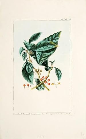 Bild des Verkufers fr Solanum Corolla Monopetala Laciniis quatuor Ianceolatis exponsis ehres solanum dehret. Pl. CXXVIII. zum Verkauf von Peter Harrington.  ABA/ ILAB.