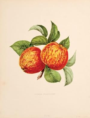 Imagen del vendedor de Pommes Framboise. a la venta por Peter Harrington.  ABA/ ILAB.