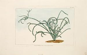 Bild des Verkufers fr Cereus Parasiticus. Linn. Cierge en forme de Fouet. Pl. XCV. zum Verkauf von Peter Harrington.  ABA/ ILAB.