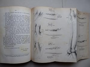 Monatsschrift für das Forst- und Jagdwesen. Neunzehnter Jahrgang 1875.