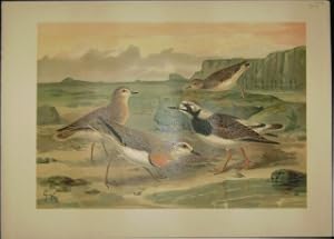 Seller image for [Charadrius asiaticus - Asiatischer Regenpfeifer. Arenaria interpres - Steinwlzer]. [VIII - 8]. for sale by Antiquariat Weinek