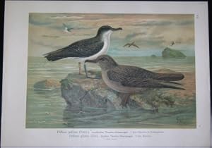 Seller image for Puffinus puffinus (Brnn.). Nordischer Taucher-Sturmvogel. 1 altes Mnnchen im Frhlingskleide. Puffinus griseus (Gm.). Dunkler Taucher-Sturmvogel. 2 altes Mnnchen. [XII - 4]. for sale by Antiquariat Weinek