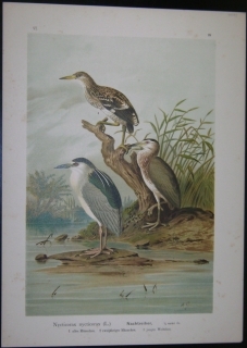 Seller image for Nycticorax nycticorax (L.). Nachtreiher. 1 - altes Mnnchen. 2 - zweijhriges Mnnchen. 3 - junges Weibchen. [VI - 28]. [Hochformat] for sale by Antiquariat Weinek