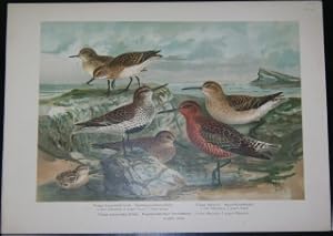 Seller image for Tringa Temmincki Leisl. Temmincks-Strandlufer. 1 - altes Mnnchen, 2 - junger Vogel, 7 - Dunenjunges. Tringa alpina L. Alpen-Strandlufer. 3 - altes Mnnchen, 4 - junger Vogel. Tringa subarcuata (Gld.). Bogenschnbeliger Strandlufer. 5 - altes Mnnchen, 6 - junges Mnnchen. [VIII - 18]. for sale by Antiquariat Weinek