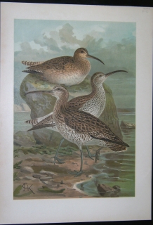 Seller image for [Numenius phaeopus - Regenbrachvogel. Numenius tenuirostris - Dnnschnabelbrachvogel.] [IX - 13]. [Hochformat] for sale by Antiquariat Weinek