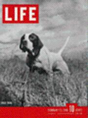 Life Magazine 25 February 1946 Field Trial (dog) 2/25/46