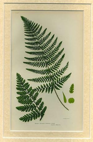BROAD PRICKLY TOOTHED FERN: Mounted print from Flowering Plants, Grasses, Sedges and Ferns of Gre...