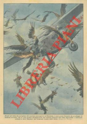 Un aeroplano è stato preso d'assalto da un gruppo di bellicosi avvoltoi che si sono gettati all'i...