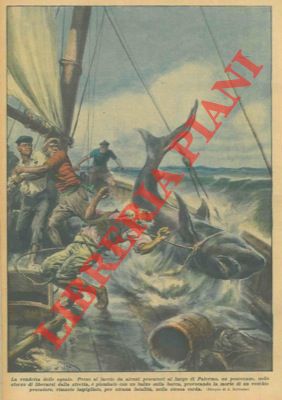 Al largo di Palermo un pescecane preso al laccio uccide un vecchio pescatore.