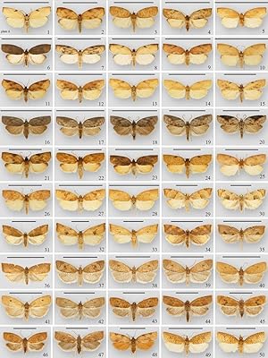 Seller image for The Moths of North America. Fascicle 8.1. Tortricoidea: Tortricidae (part), Tortricinae (part): Sparganothini and Atteriini for sale by Entomological Reprint Specialists