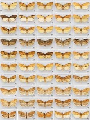 Imagen del vendedor de The Moths of North America. Fascicle 8.1. Tortricoidea: Tortricidae (part), Tortricinae (part): Sparganothini and Atteriini a la venta por Entomological Reprint Specialists