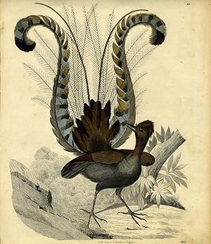 Seller image for Lyre Bird engraving for sale by Antipodean Books, Maps & Prints, ABAA