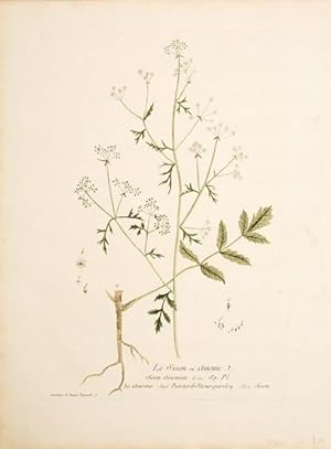 Imagen del vendedor de Le Sison ou Amome. (Bastard-Stone Parsley) a la venta por Peter Harrington.  ABA/ ILAB.