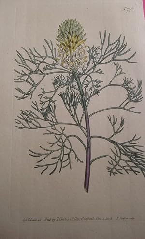 ORIGINAL HAND-COLOURED COPPER ENGRAVING - Protea Pulchella (Fennel-Leaved Protea) FROM CURTIS'S B...