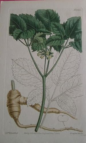 ORIGINAL HAND-COLOURED COPPER ENGRAVING - Panax quinquefolia (Five-leaved Panax or Ginseng) FROM ...