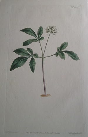 ORIGINAL HAND-COLOURED COPPER ENGRAVING - Panax pusilla (Lesser Panax) FROM CURTIS'S BOTANICAL MA...