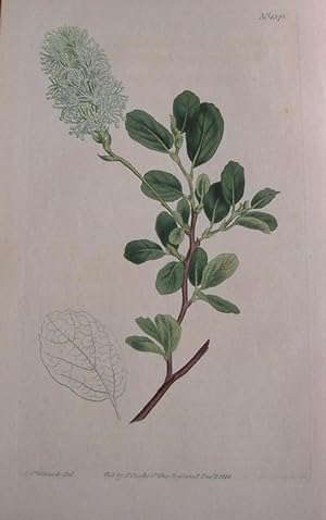 ORIGINAL HAND-COLOURED COPPER ENGRAVING - Forthergilla alnifolia var. obtusa FROM CURTIS'S BOTANI...