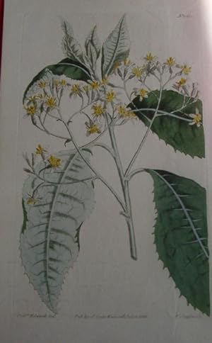 ORIGINAL HAND-COLOURED COPPER ENGRAVING - Aster argophyllus (Musk-Scented Star-Wort) FROM CURTIS'...