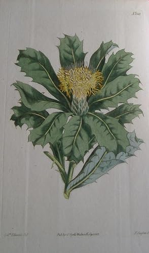 ORIGINAL HAND-COLOURED COPPER ENGRAVING - Dryandra floribunda (Many-flowered Dryandra) FROM CURTI...