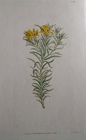 ORIGINAL HAND-COLOURED COPPER ENGRAVING - Lobelia variifolia FROM CURTIS'S BOTANICAL MAGAZINE - P...