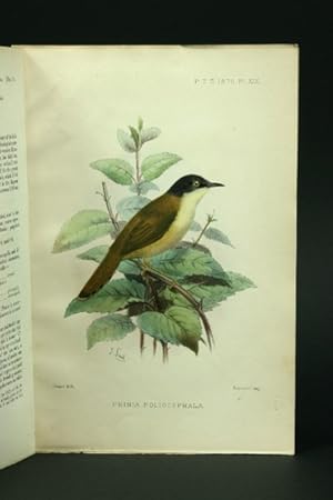 On a new Species of Indian Prinia. Originalartikel aus Proc. Zool. Soc., Mar. 19, 1878.