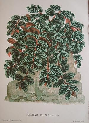 Fine Original Antique Colour Print: PELLIONIA PULCHRA from L'ILLUSTRATION HORTICOLE.Des Serres et...