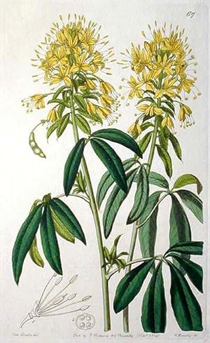 Golden Cleome -- Hand-Colored Engraving from Sydenham Edwards' Botanical Register 1841