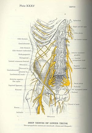 Seller image for Dorland's illustrated medical dictionary. for sale by Joseph Valles - Books