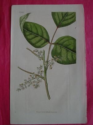 ORIGINAL HAND-COLOURED ENGRAVING - Rhus toxicodendron FROM CURTIS'S BOTANICAL MAGAZINE - Plate No...