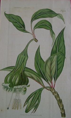 ORIGINAL HAND-COLOURED ENGRAVING - Solandra viridiflora FROM CURTIS'S BOTANICAL MAGAZINE - Plate ...