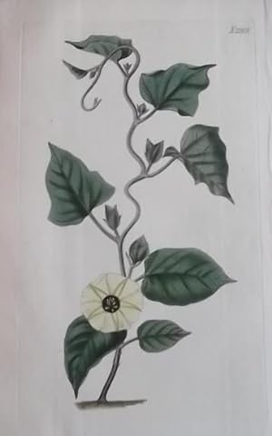 ORIGINAL HAND-COLOURED ENGRAVING - Convolvulus bicolor FROM CURTIS'S BOTANICAL MAGAZINE - Plate N...