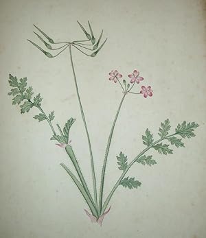 ORIGINAL EIGHTEENTH CENTURY BOTANICAL WATERCOLOUR DRAWING OF THE COMMON STORKSBILL - Geranium cic...