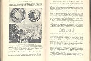 Rewinding small motors : practical details of repair shop practice with step-by-step procedure fo...