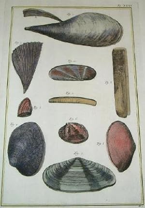 ORIGINAL HAND-COLOURED COPPER ENGRAVING - HISTOIRE NATURELLE, Coquilles De Mer (Seashells) FROM D...