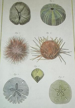 ORIGINAL HAND-COLOURED COPPER ENGRAVING - HISTOIRE NATURELLE, OURSINS (Sea Urchins) FROM DIDEROT'...