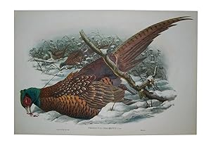 The Birds of Britain - Phasianus Colchicus (Common Pheasant) Plate