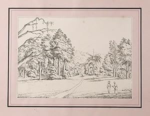 A Series of three views of the Botanic Garden on the island of St. Vincent, West Indies