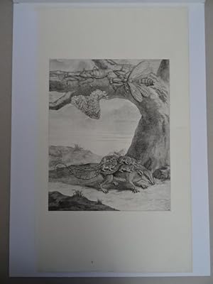Bild des Verkufers fr (Opossum mit Jungtieren). Tafel 66. Kupferstich nach M. S. Merian aus 'Metamorphosis insectorum Surinamensium', um 1730. 31 x 25 cm. zum Verkauf von Antiquariat Daniel Schramm e.K.