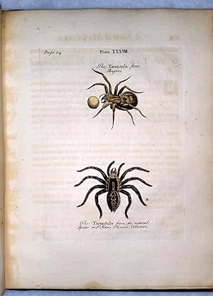 A Natural History of Spiders, and Other Insects