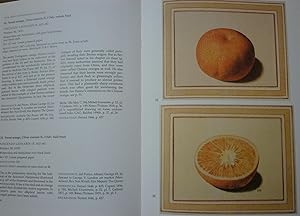 Citrus Fruit. The Paper Museum of Cassiano dal Pozzo. Series B - Natural History - Part One, Harv...