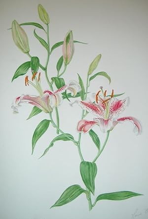 A FINE LARGE ORIGINAL WATERCOLOUR OF A LILIUM STARGAZER, BY LORNA B. KELLY