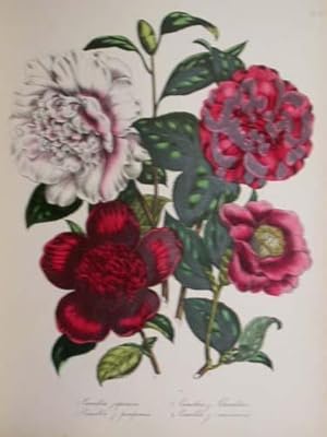 Image du vendeur pour The Ladies' Flower-Garden Of Ornamental Greenhouse Plants. mis en vente par D & E LAKE LTD. (ABAC/ILAB)