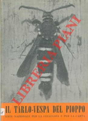 Il tarlo-vespa del Pioppo. (Sciapteron tabaniforme Rott.).