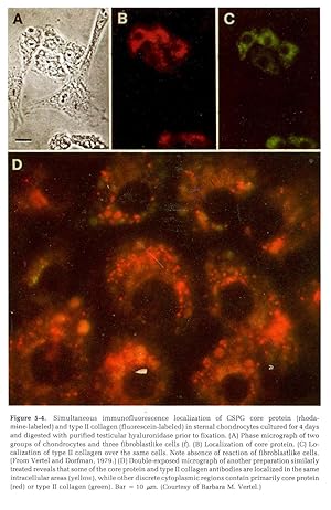 Bild des Verkufers fr Cell biology of extracellular matrix zum Verkauf von Joseph Valles - Books